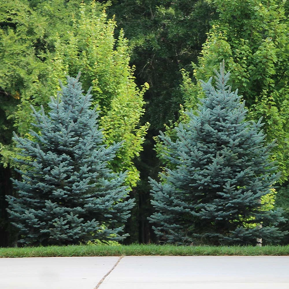 Colorado Blue Spruce Tree 6 Colorado Blue Spruce Tree - Image 4