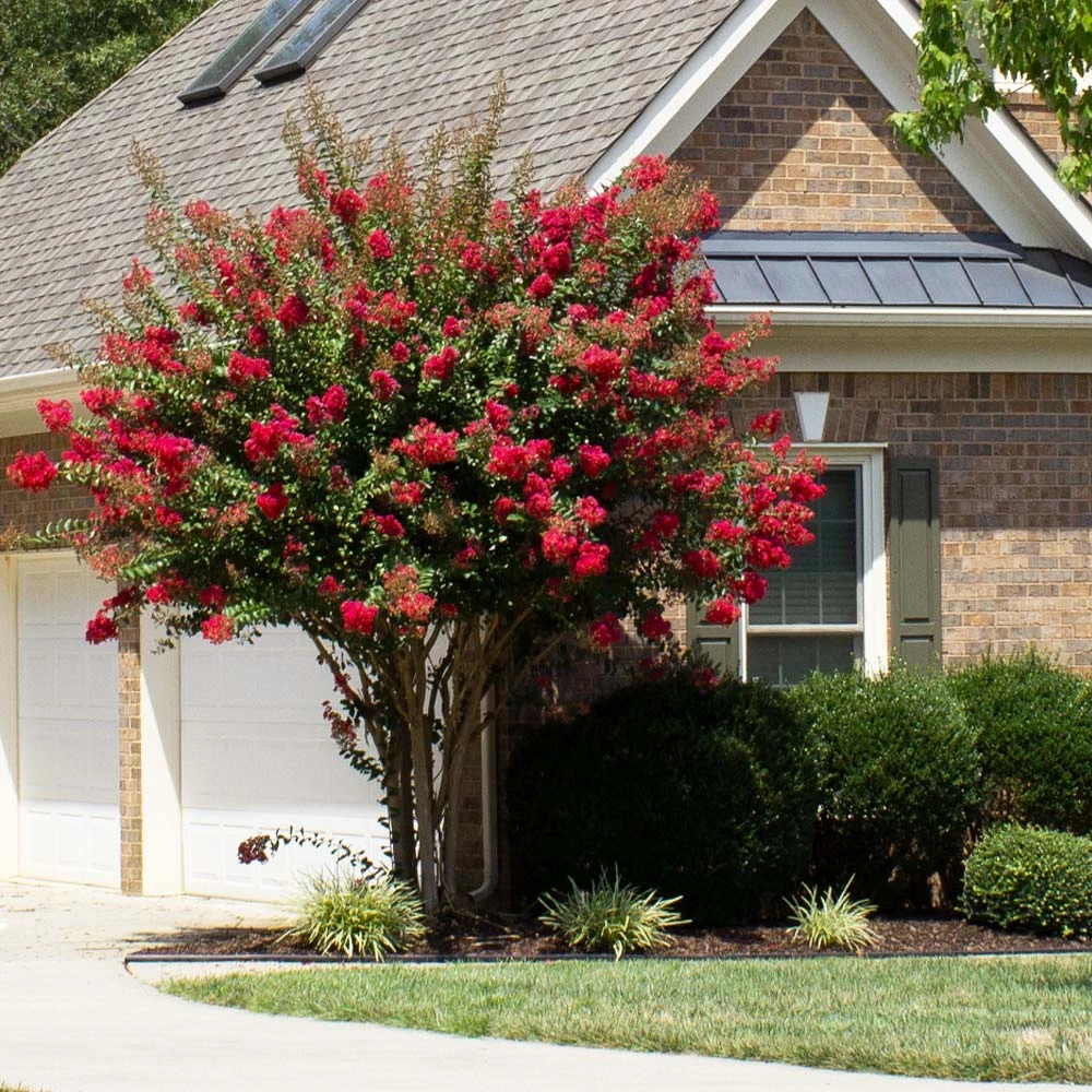Colorama™ Scarlet Crape Myrtle 5 Colorama™ Scarlet Crape Myrtle - Image 3