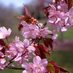 Columnar Sargent Cherry Tree -Brighterblooms Shop Columnar Sargent Cherry 1