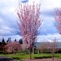 Columnar Sargent Cherry Tree