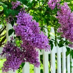 Common Purple Lilac Plant -Brighterblooms Shop Common Purple Lilac 3