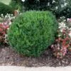 Compacta Japanese Holly Shrub 2 Compacta Japanese Holly Shrub -Brighterblooms Shop Compacta Holly FGT 600x600 b8089e88 4446 46c9 a47e 7c5bec2ca8b7
