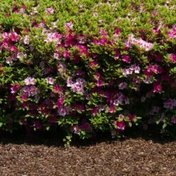 Conversation Piece Azalea Shrub -Brighterblooms Shop Conversation piece Azalea 2