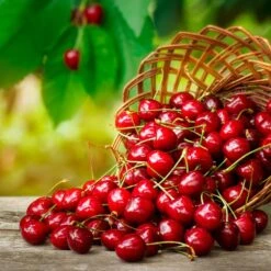 Coral Champagne Cherry Tree 8 Coral Champagne Cherry Tree -Brighterblooms Shop Coral Champagne Cherry Tree 3 BB