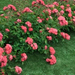 Coral Drift® Rose -Brighterblooms Shop Coral Drift Rose 2 FGT