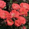 Coral Drift® Rose -Brighterblooms Shop Coral Drift Rose BB 600x600 d1a3a614 9347 4dee b250 bf48ce758998
