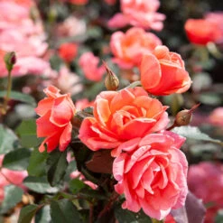 Coral Knock Out® Rose Shrub -Brighterblooms Shop Coral Knockout Rose 2 BB
