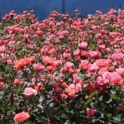 Coral Knock Out® Rose Shrub -Brighterblooms Shop Coral Knockout Rose 3 BB