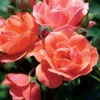 Coral Knock Out® Rose Shrub -Brighterblooms Shop Coral Knockout Rose BB 600x600 7c5ab405 4427 4606 9112 bc4c9cef2359