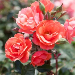 Coral Knock Out® Rose Tree -Brighterblooms Shop Coral Knockout Rose Tree 1