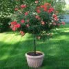 Coral Knock Out® Rose Tree 2 Coral Knock Out® Rose Tree -Brighterblooms Shop Coral Knockout Rose Tree 600x600 7007a4bc 76b2 475a 907d 81ae705c3b75