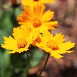 Nana Coreopsis (Tickseed) Plant 7 Nana Coreopsis (Tickseed) Plant -Brighterblooms Shop Coreopsis Nana 4 BB
