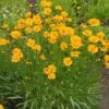 Nana Coreopsis (Tickseed) Plant 2 Nana Coreopsis (Tickseed) Plant -Brighterblooms Shop Coreopsis Nana BB 600x600 9aa310c0 b5da 439c 8b13 a497ac99a8db