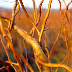 Corkscrew Willow Tree -Brighterblooms Shop Corkscrew Willow 1 BB