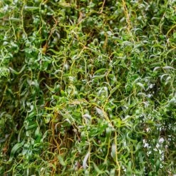 Corkscrew Willow Tree