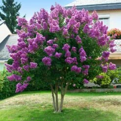 Twilight Crape Myrtle Tree -Brighterblooms Shop Crape Myrtle Twilight 5 BB