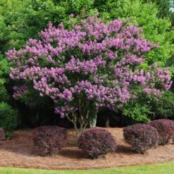 Twilight Crape Myrtle Tree -Brighterblooms Shop Crape Myrtle Twilight 9