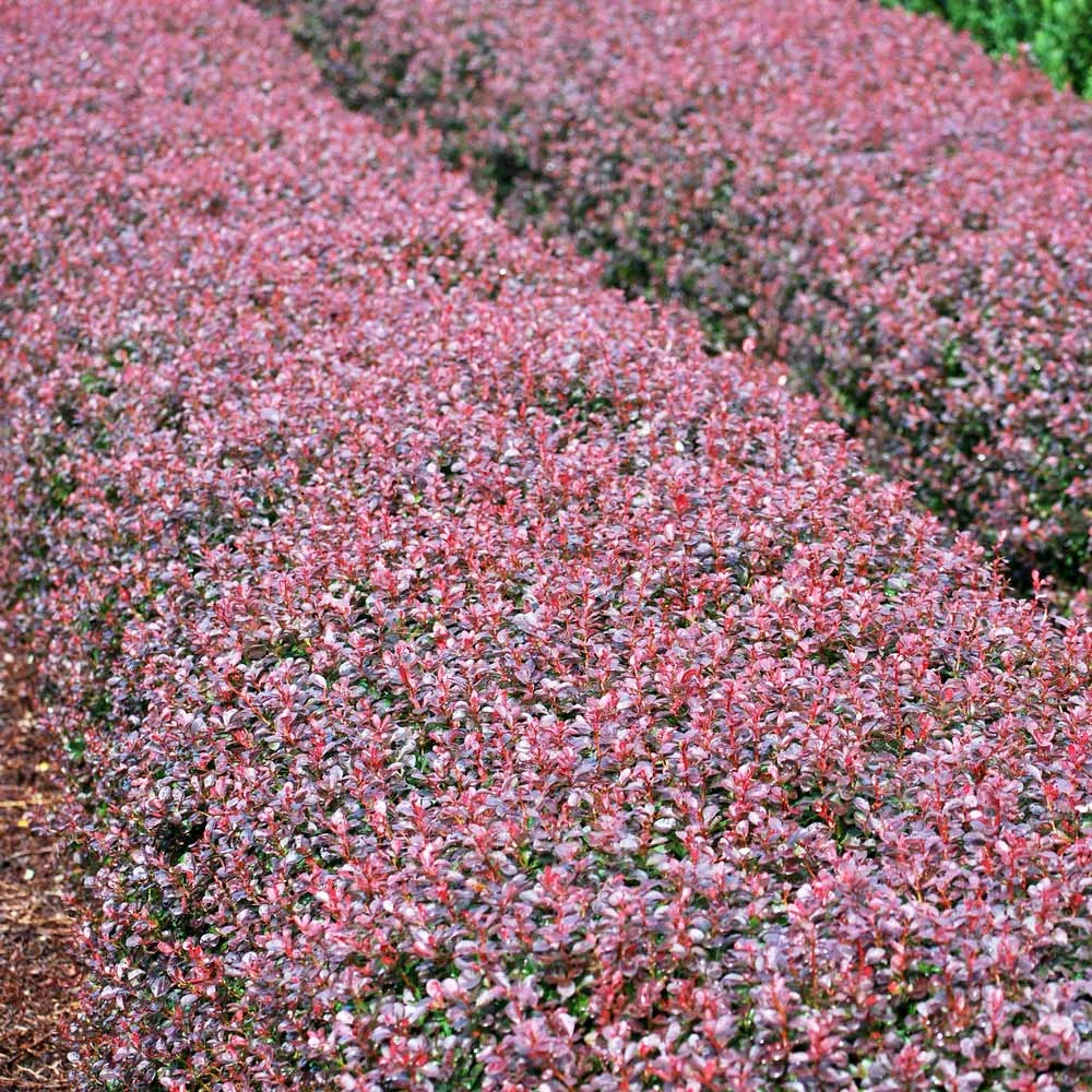 Crimson Pygmy Barberry Shrub 4 Crimson Pygmy Barberry Shrub - Image 2
