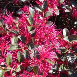Crimson Fire™ Loropetalum -Brighterblooms Shop Crimson Fire Loropetalum 4