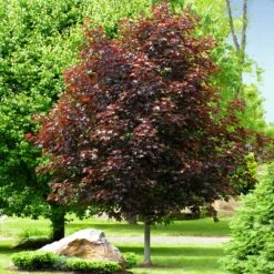 Crimson King Maple Tree 9 Crimson King Maple Tree -Brighterblooms Shop Crimson King Maple 2 BB