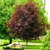 Crimson King Maple Tree 2 Crimson King Maple Tree -Brighterblooms Shop Crimson King Maple BB 600x600 b720a113 c2c4 4542 99cb 872db2224c50