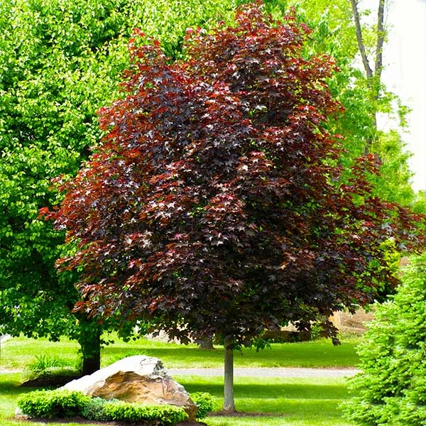 Crimson King Maple Tree 3 Crimson King Maple Tree