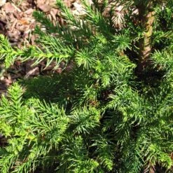Black Dragon Cryptomeria -Brighterblooms Shop Cryptomeria Black Dragon 3