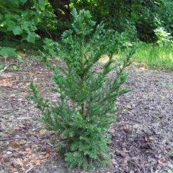 Black Dragon Cryptomeria -Brighterblooms Shop Cryptomeria Black Dragon 4