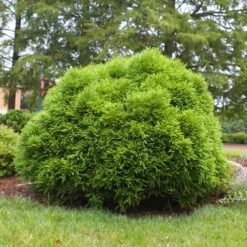 Cryptomeria 'Globosa Nana' 8 Cryptomeria 'Globosa Nana' -Brighterblooms Shop Cryptomeria Radicans 3