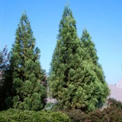 Cryptomeria Radicans Tree 10 Cryptomeria Radicans Tree -Brighterblooms Shop Cryptomeria Radicans 3 BB