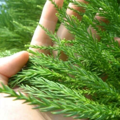 Cryptomeria Radicans Tree 11 Cryptomeria Radicans Tree -Brighterblooms Shop Cryptomeria Radicans 4 BB