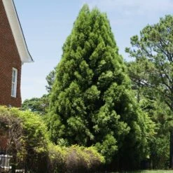 Cryptomeria Radicans Tree 12 Cryptomeria Radicans Tree -Brighterblooms Shop Cryptomeria Radicans 5