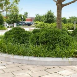 Cryptomeria 'Globosa Nana' 9 Cryptomeria 'Globosa Nana' -Brighterblooms Shop Cryptomeria Radicans 5 e6071c63 ad38 4b06 9556 53d562a0470a