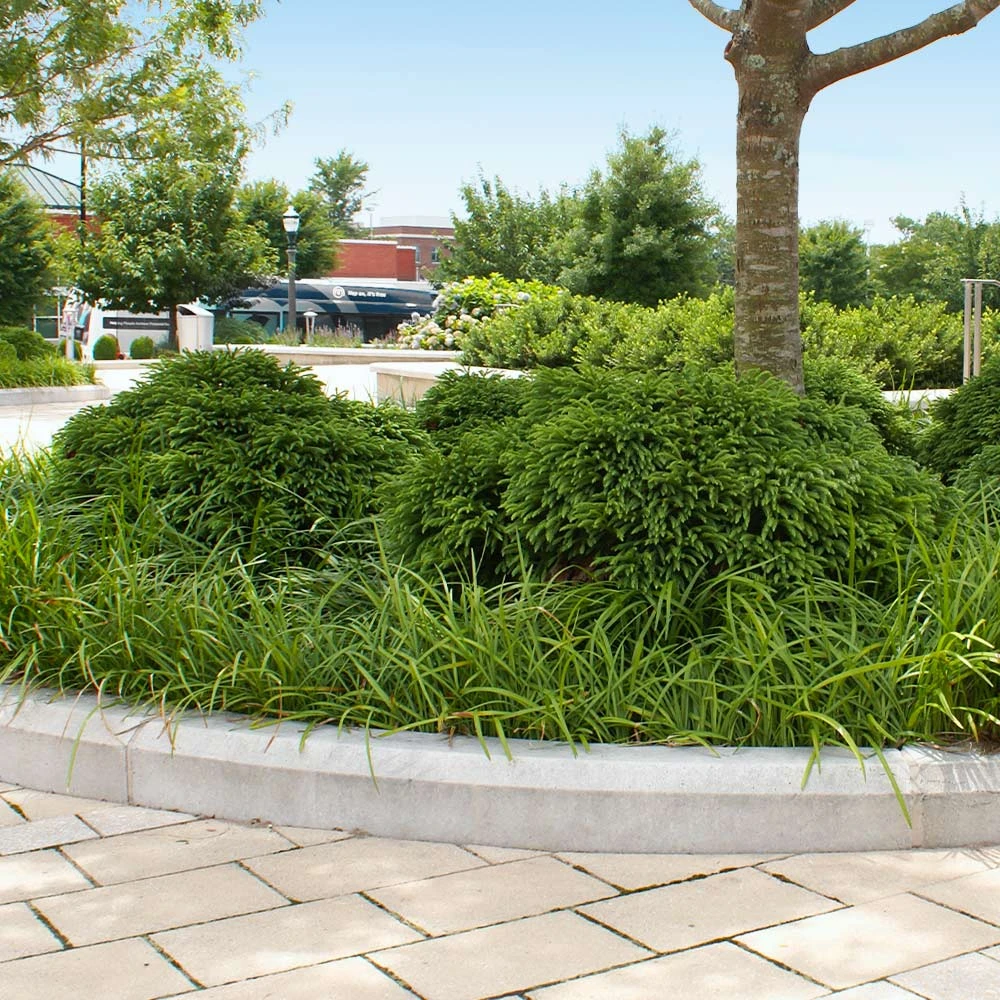 Cryptomeria 'Globosa Nana' 6 Cryptomeria 'Globosa Nana' - Image 4