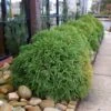 Cryptomeria 'Globosa Nana'
