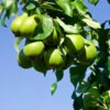 D'Anjou Pear Tree -Brighterblooms Shop DAnjou Pear BB 600x600 7d021919 ef63 4977 bc7e d21129606ee4