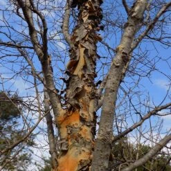 DannaSpire Columnar Elm Tree 13 DannaSpire Columnar Elm Tree -Brighterblooms Shop Danaspire Elm 1