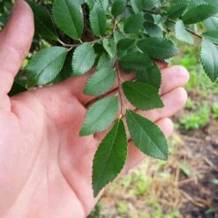 DannaSpire Columnar Elm Tree 11 DannaSpire Columnar Elm Tree -Brighterblooms Shop Danaspire Elm 2