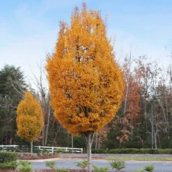 DannaSpire Columnar Elm Tree 10 DannaSpire Columnar Elm Tree -Brighterblooms Shop Danaspire Elm 8 BB