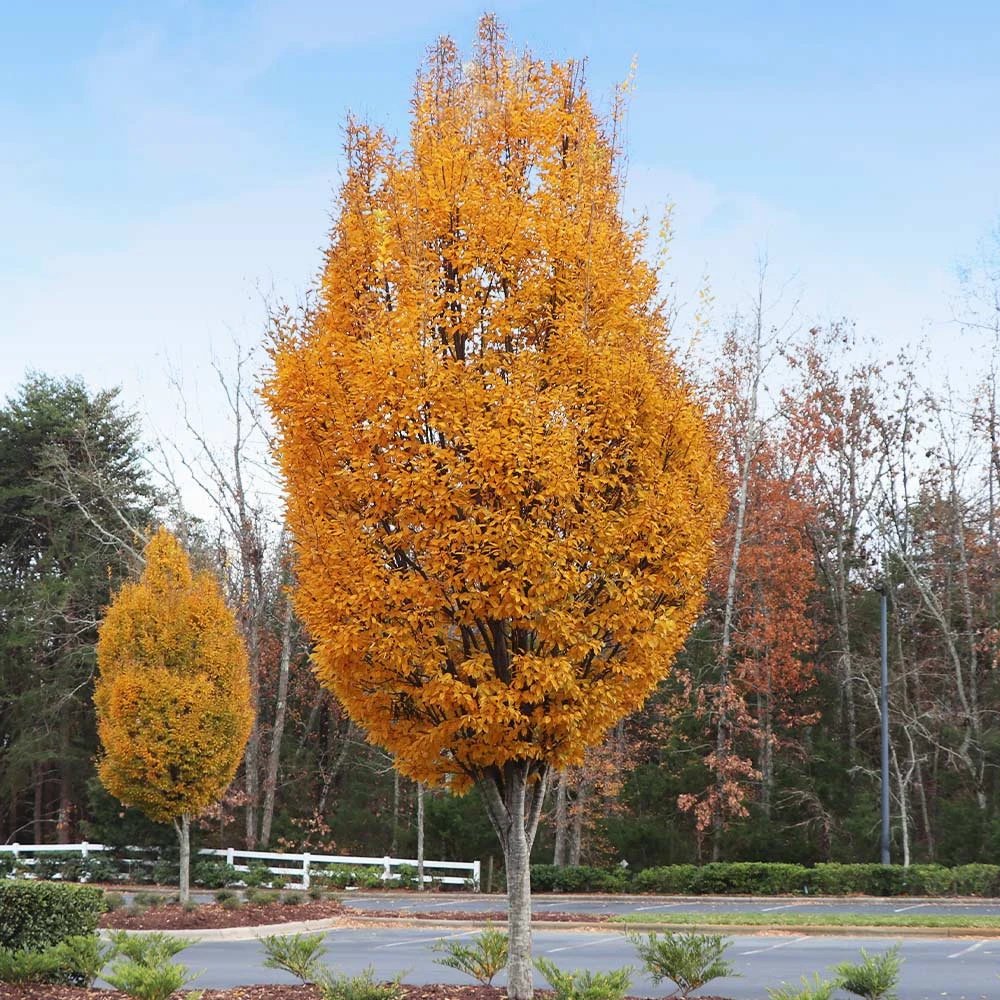 DannaSpire Columnar Elm Tree 5 DannaSpire Columnar Elm Tree - Image 3