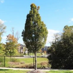 DannaSpire Columnar Elm Tree 12 DannaSpire Columnar Elm Tree -Brighterblooms Shop Danaspire Elm 9 BB