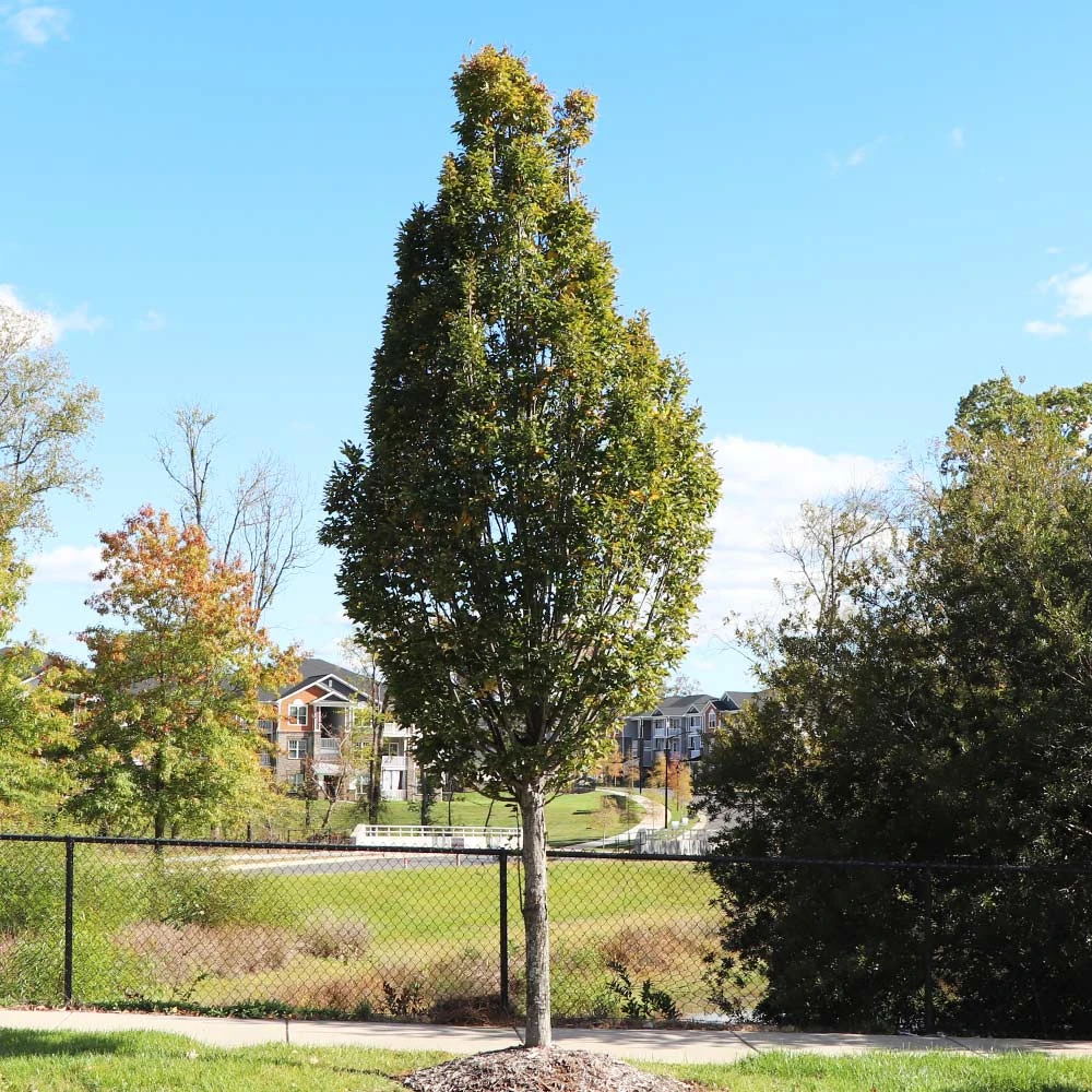 DannaSpire Columnar Elm Tree 7 DannaSpire Columnar Elm Tree - Image 5