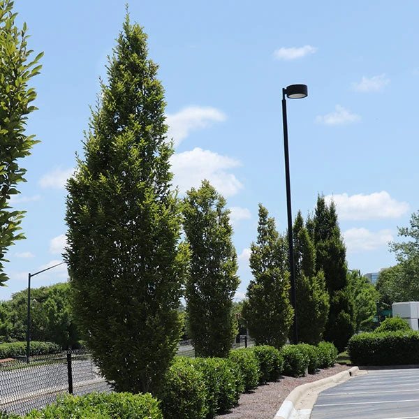 DannaSpire Columnar Elm Tree 3 DannaSpire Columnar Elm Tree