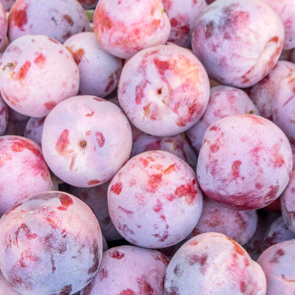 Dapple Dandy Pluot Tree 4 Dapple Dandy Pluot Tree - Image 2