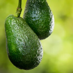 Condo™ Avocado Tree -Brighterblooms Shop Day Condo Avocado 6 BB