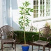 Condo™ Avocado Tree 1 Condo™ Avocado Tree -Brighterblooms Shop Day Condo Avocado BB 600x600 5e5043fc 7fce 4b75 8e75 810bb46c61e3