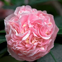 Debutante Camellia Shrub 9 Debutante Camellia Shrub -Brighterblooms Shop Debutante Camellia 5 BB