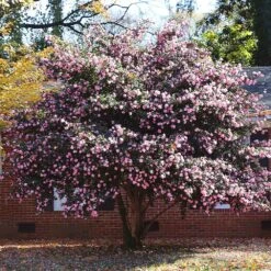 Debutante Camellia Shrub 8 Debutante Camellia Shrub -Brighterblooms Shop Debutante Camellia 6