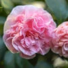 Debutante Camellia Shrub 1 Debutante Camellia Shrub -Brighterblooms Shop Debutante Camellia BB 600x600 ce989ac6 4a87 4b3e ada5 afc584274c85