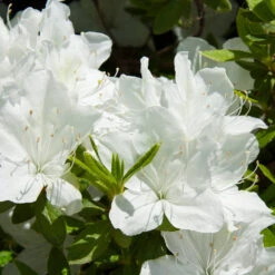 Delaware Valley White Azalea Shrub -Brighterblooms Shop Delaware Valley Azalea 1